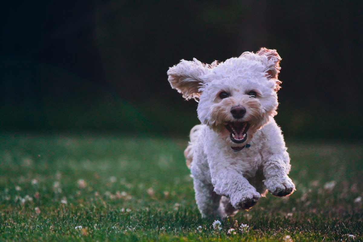 芝生の上を楽しそうに走る犬