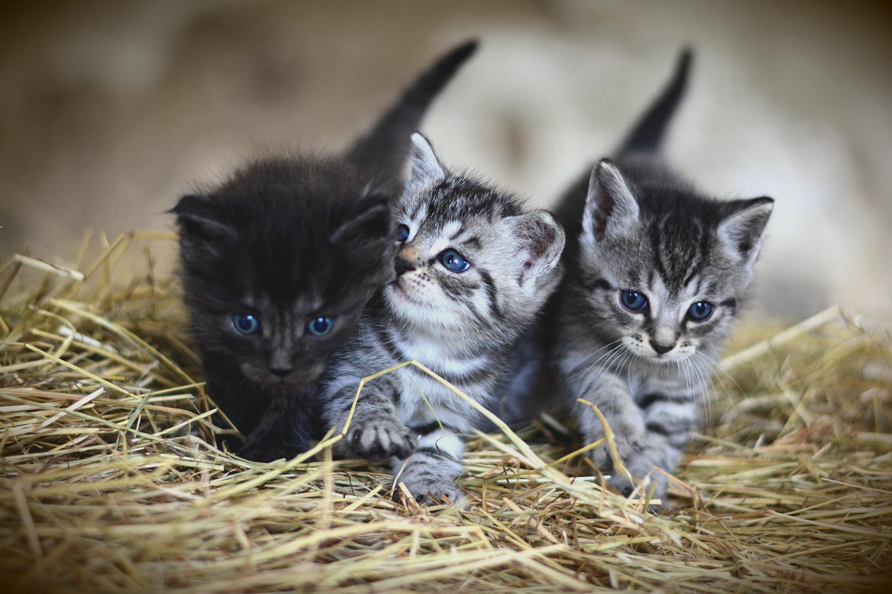 干し草の上にいる3匹の子猫